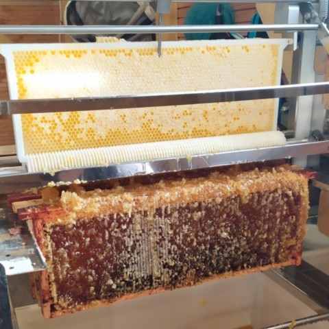 désoperculation d'un cadre de miel