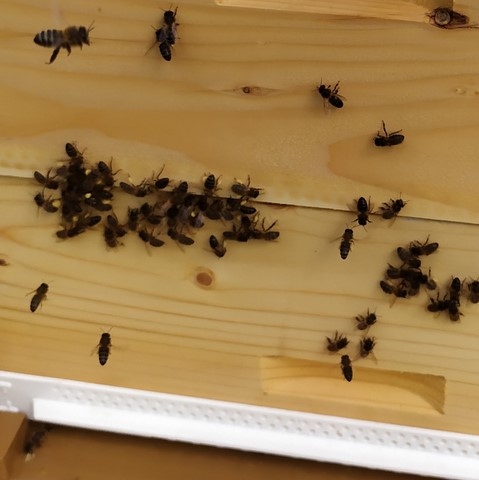 abeilles sur la hausse
