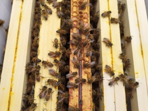 essaims d'abeilles jaune buckfast ou noire mellifera