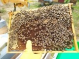 essaim abeille noire ou buckfast sur cadres warré