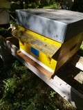 essaim dans ruche dadant 10 cadres