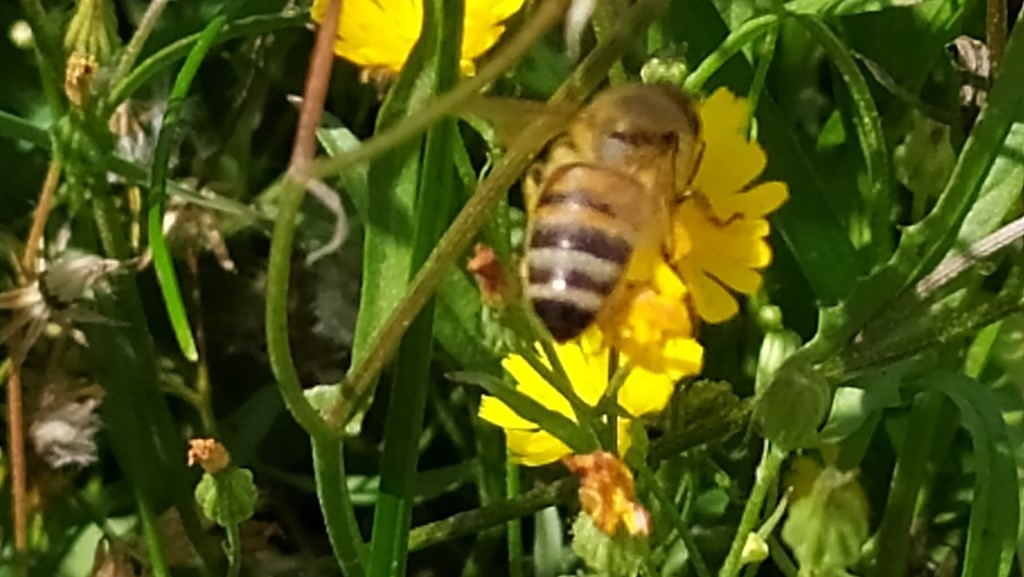 abeilles sortant en avril