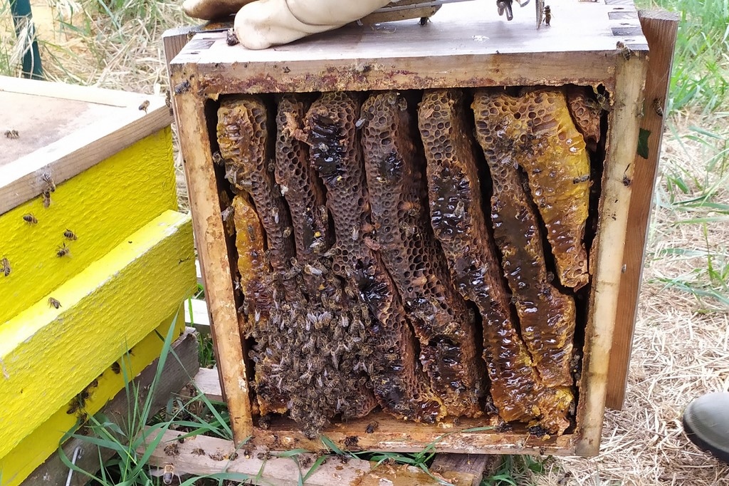 ruche warré pleine de miel
