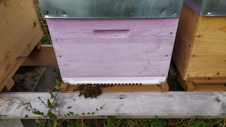 ruche en septembre abeilles gardiennes