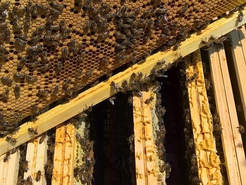 colonie d'abeilles sur cadres