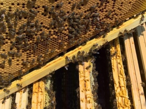 colonies d'abeilles et essaims, noires et buckfast