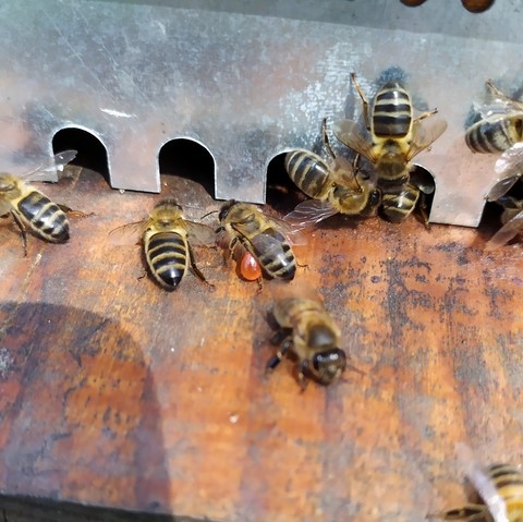 abeille chargée de propolis