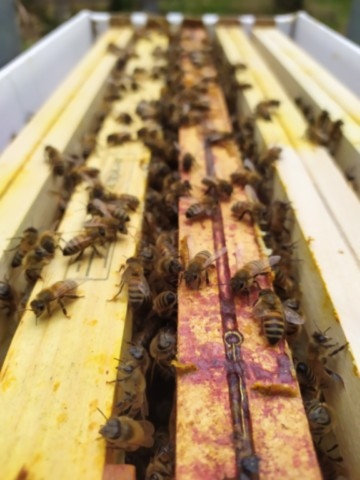 essaim d'abeilles en ruchette carton beenuk
