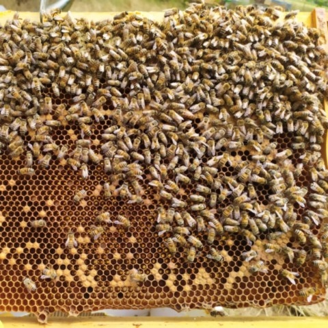 cadre de corps dadant avec abeille et couvain