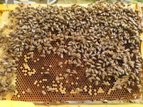 cadre warré peuplé d'abeilles