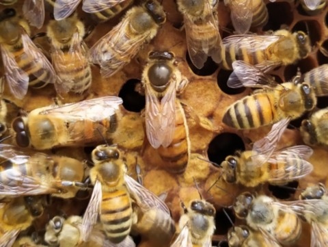 reine d'abeilles jaunes buckfast