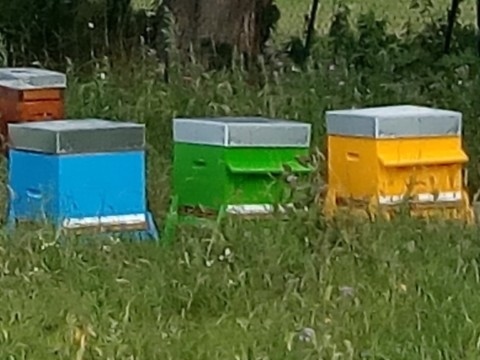 formation apicole