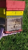 essaim en ruche warre