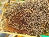 essaim abeille noire ou buckfast sur cadres Langstroth